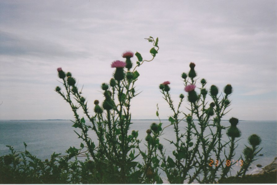 spiky purple flowers in front of ocean horizon