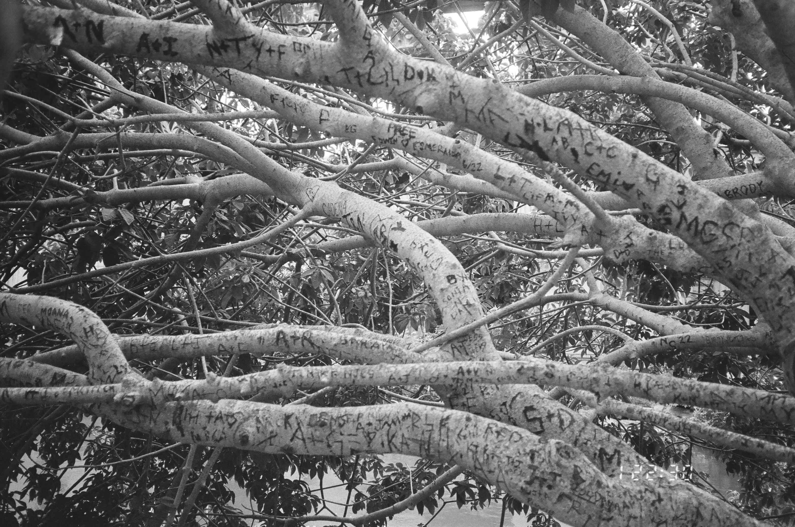 hundreds of names carved into the branches of a tree