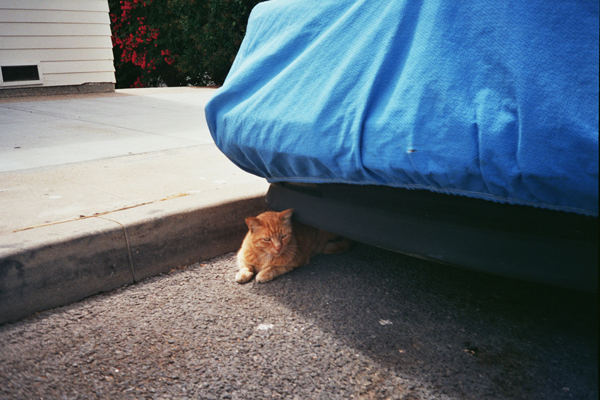 orange cat resting under car covered in blue tarp
