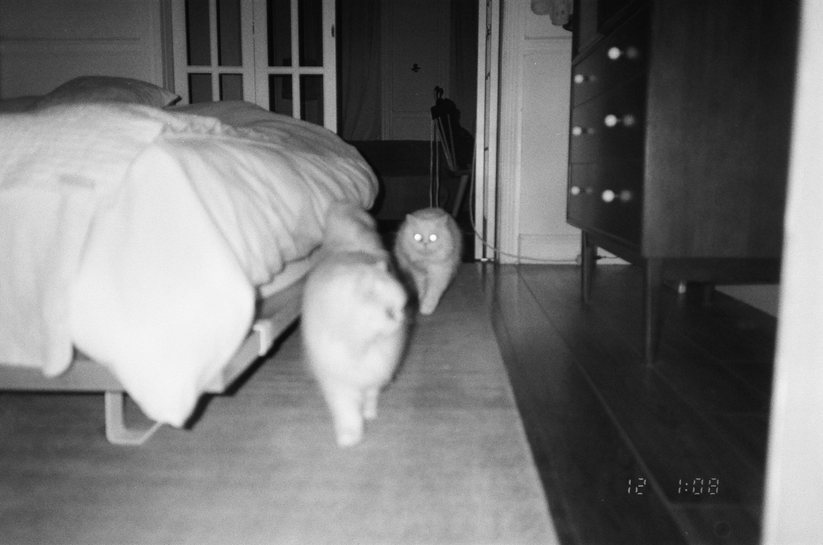 two white cats out of focus walking towards camera