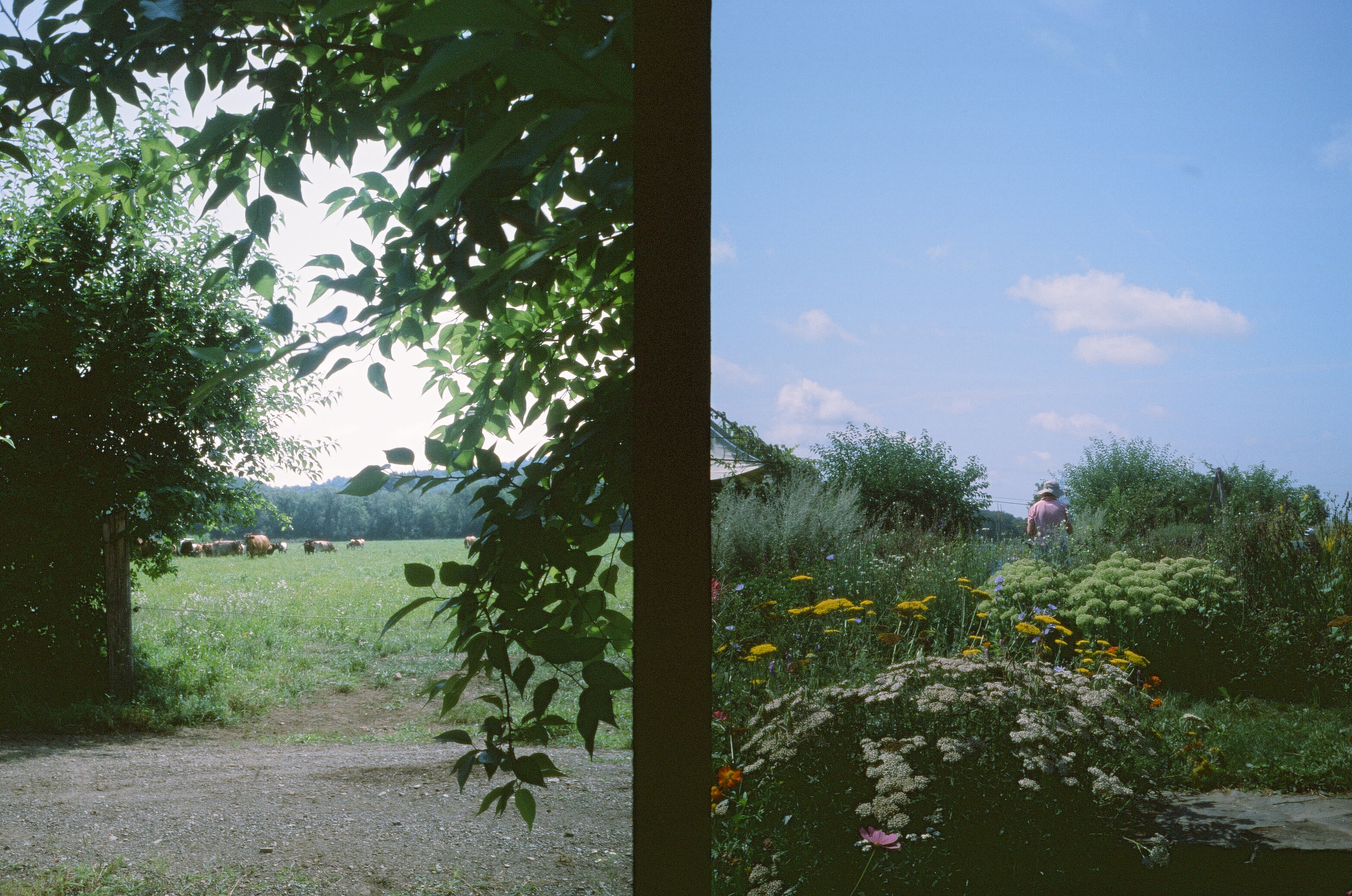 cows seen in a pasture through a gap in a hedge and someone in a garden paints the scene