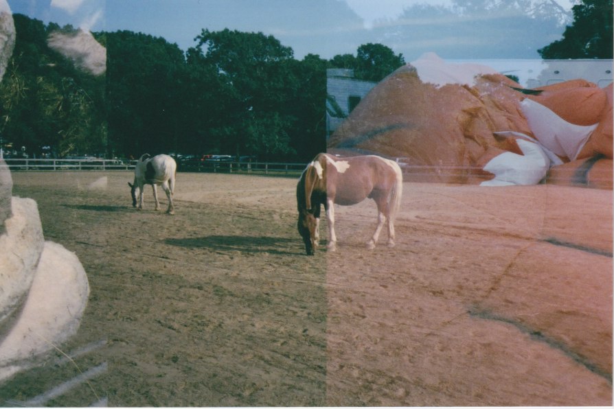 two horses hanging out in arena