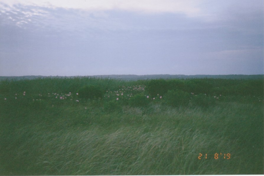 green meadow filled with purple flowers