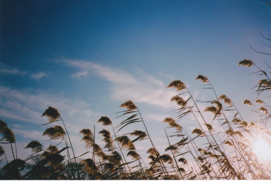 reeds blowing in the same direction against blue sky