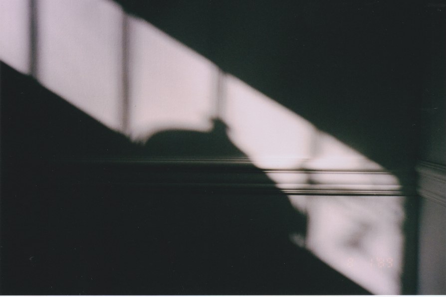 elongated shadow of a vase in a windowsill on wall