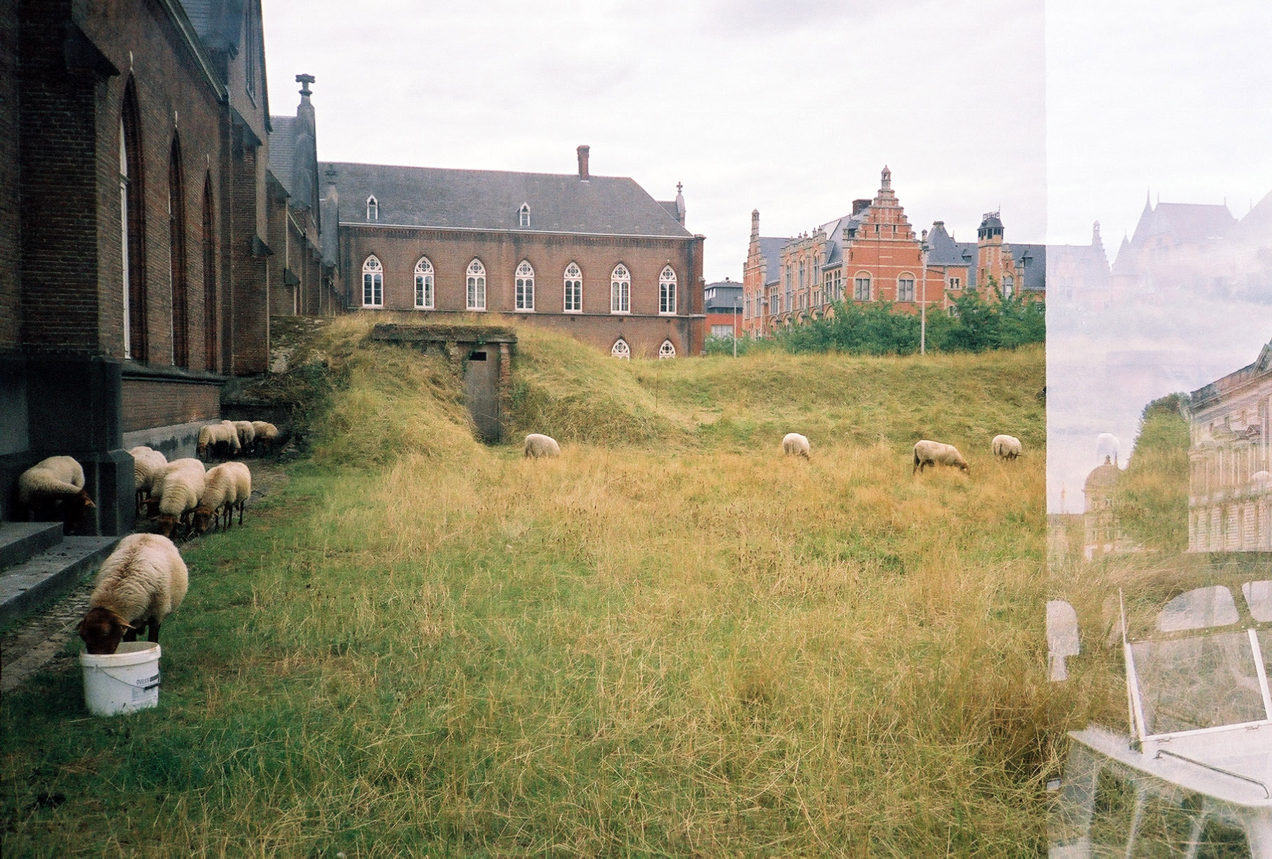 sheep grazing in a pasture