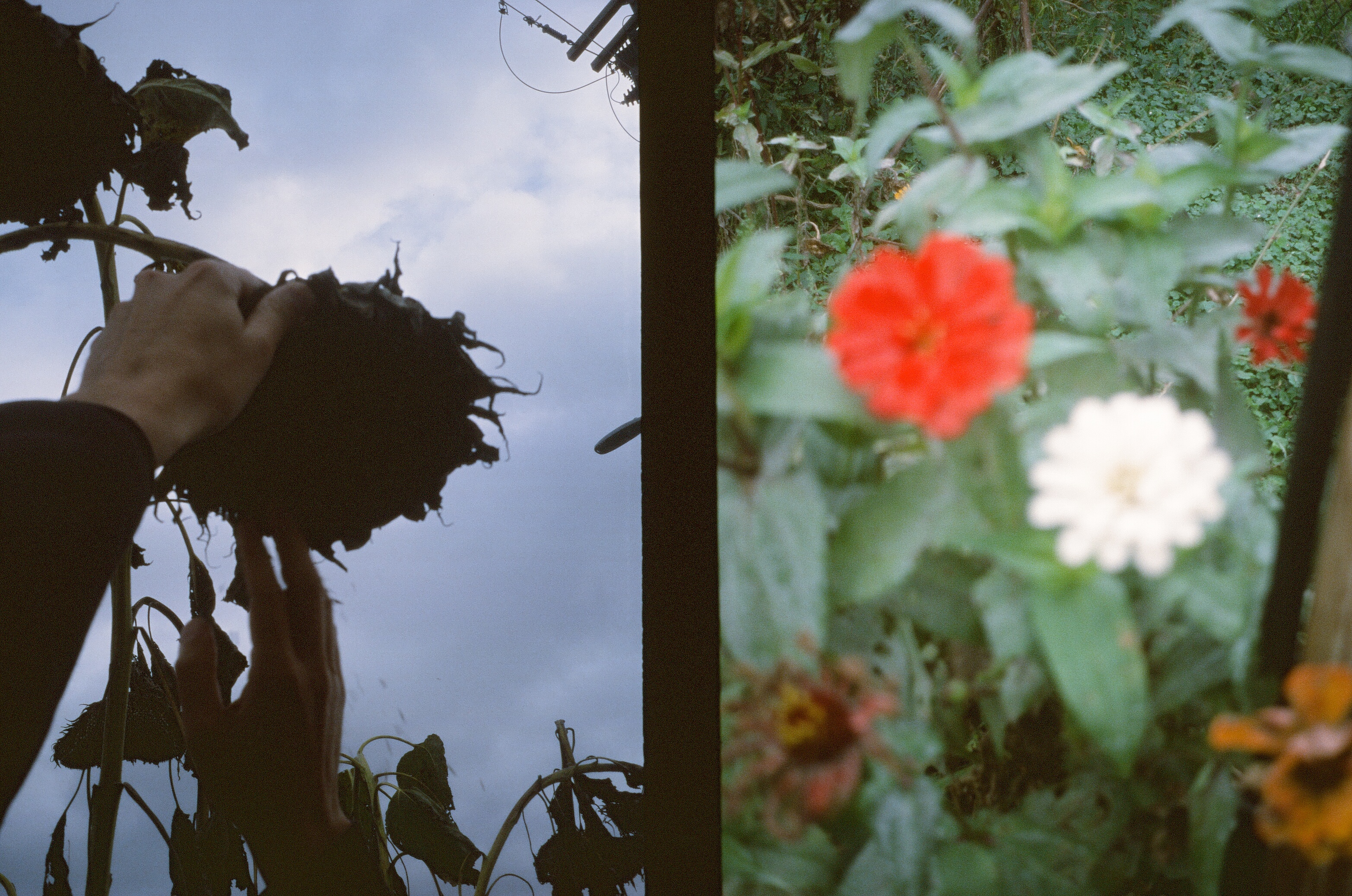 someone reaches out for the large seed head of a sunflower next to red and white flowers