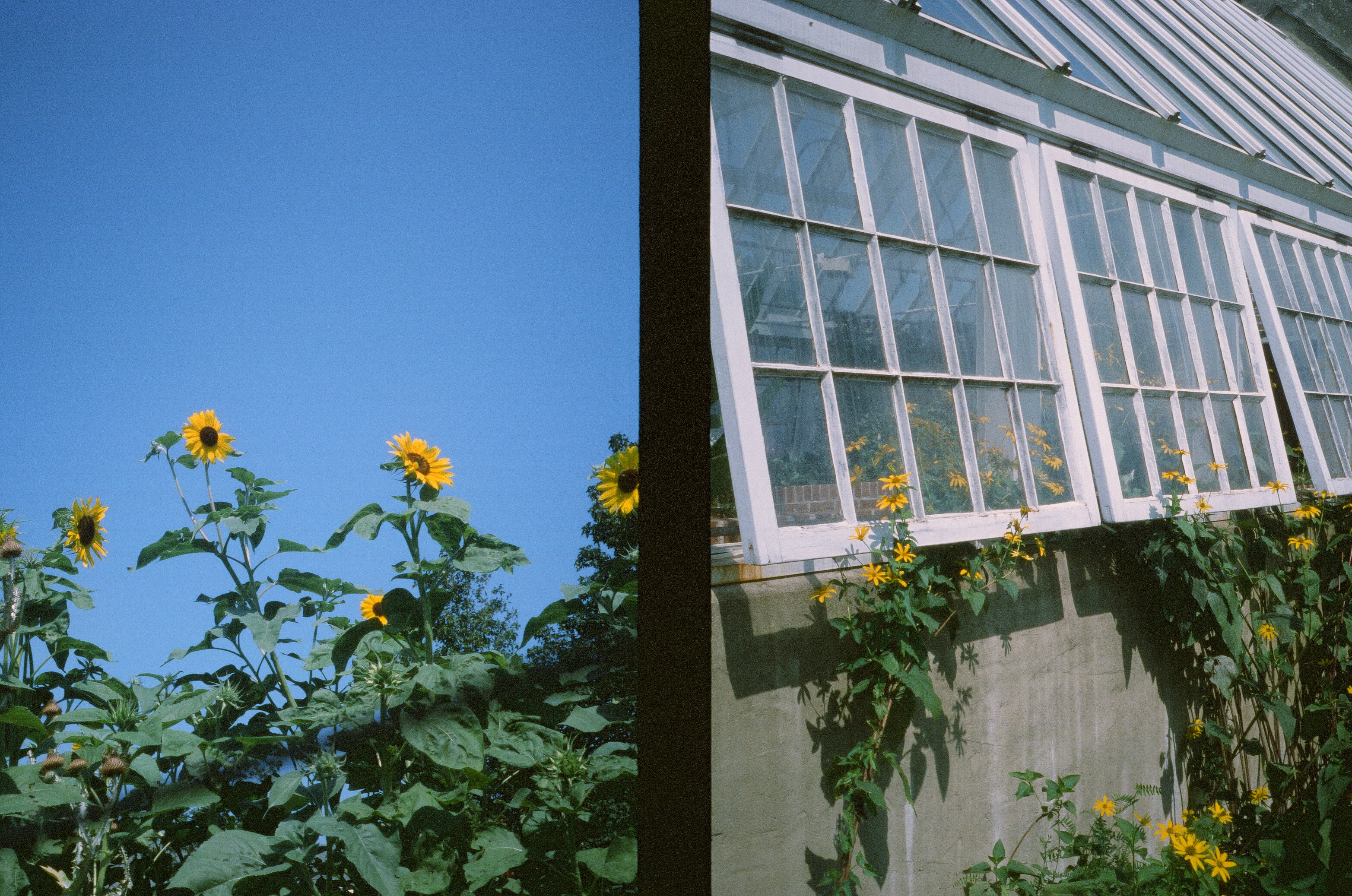 sunflowers grow into a blue sky and through open windows