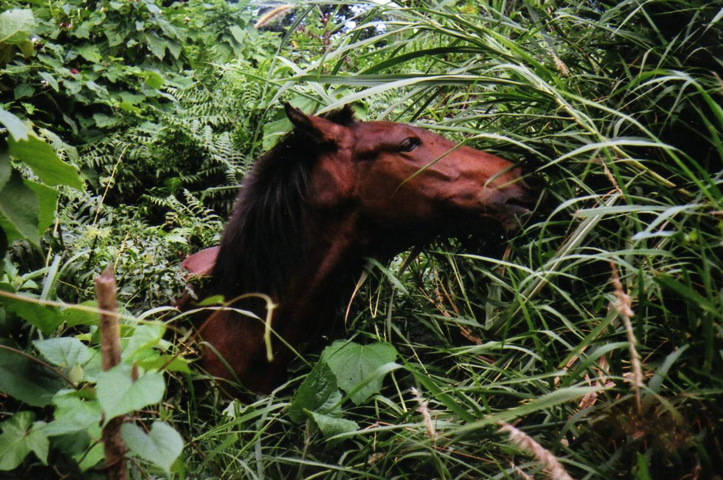 horse emerges from tropical foliage